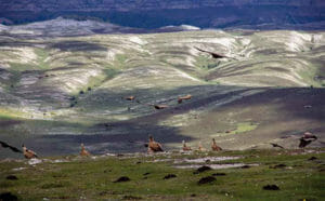 Buitres echandose a volar en la sierra de Andía