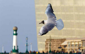 Una gaviota enana en Donostia