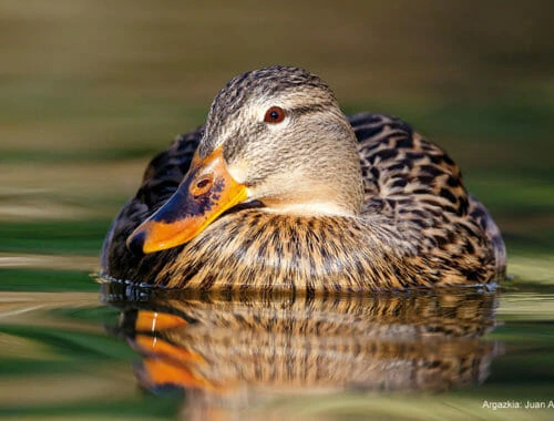 Naturaleza en la ciudad: un pato nadando en un estanque
