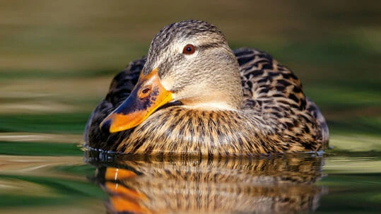 Un pato nadando en un estanque