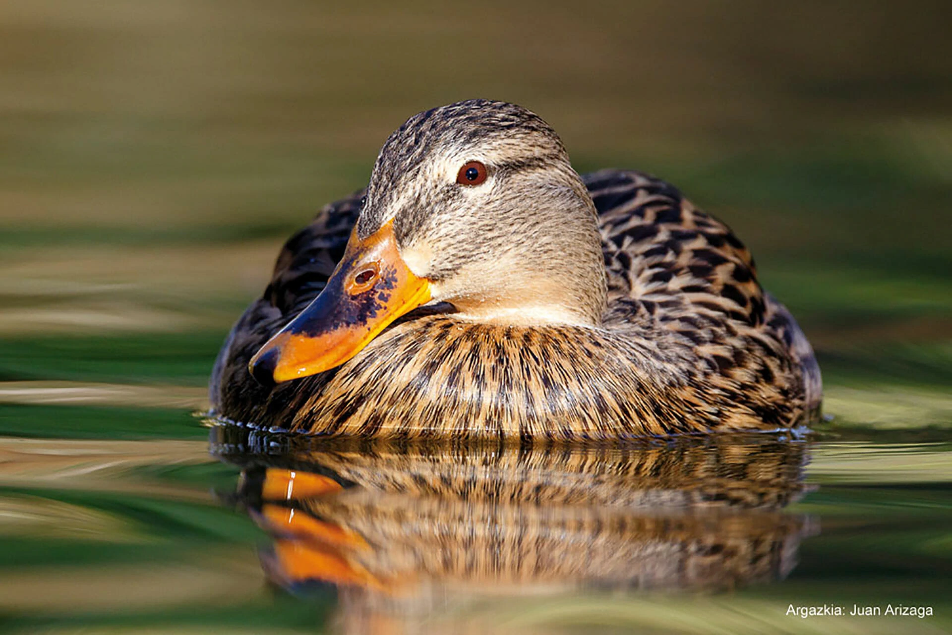 Naturaleza en la ciudad: un pato nadando en un estanque