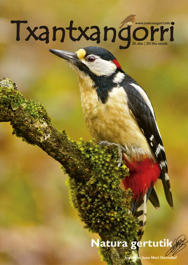 Txantxangorri 20. alea | Txantxangorri ejemplar 20
