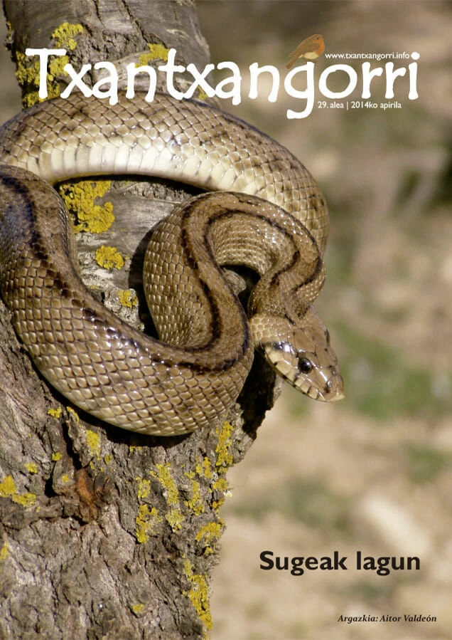 Txantxangorri 29. alea | Txantxangorri ejemplar 29