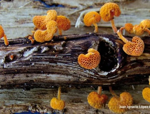 Favolaschia calocera; fotografía del reportaje 'Alteración en el mundo micologico'.