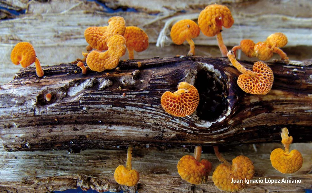 Favolaschia calocera; fotografía del reportaje 'Alteración en el mundo micologico'.