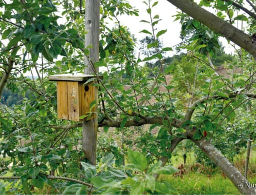 Biobox proiektuko habia-kutxa sagasti batean txoriak sartzek prest