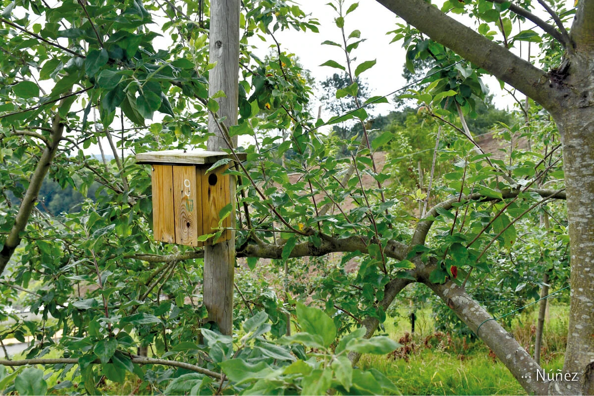 Biobox proiektuko habia-kutxa sagasti batean txoriak sartzek prest