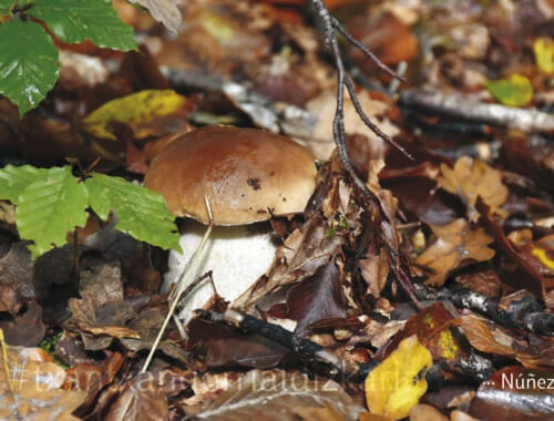 Un hongo en el bosque. Fotografía: Núñez - Txantxangorri