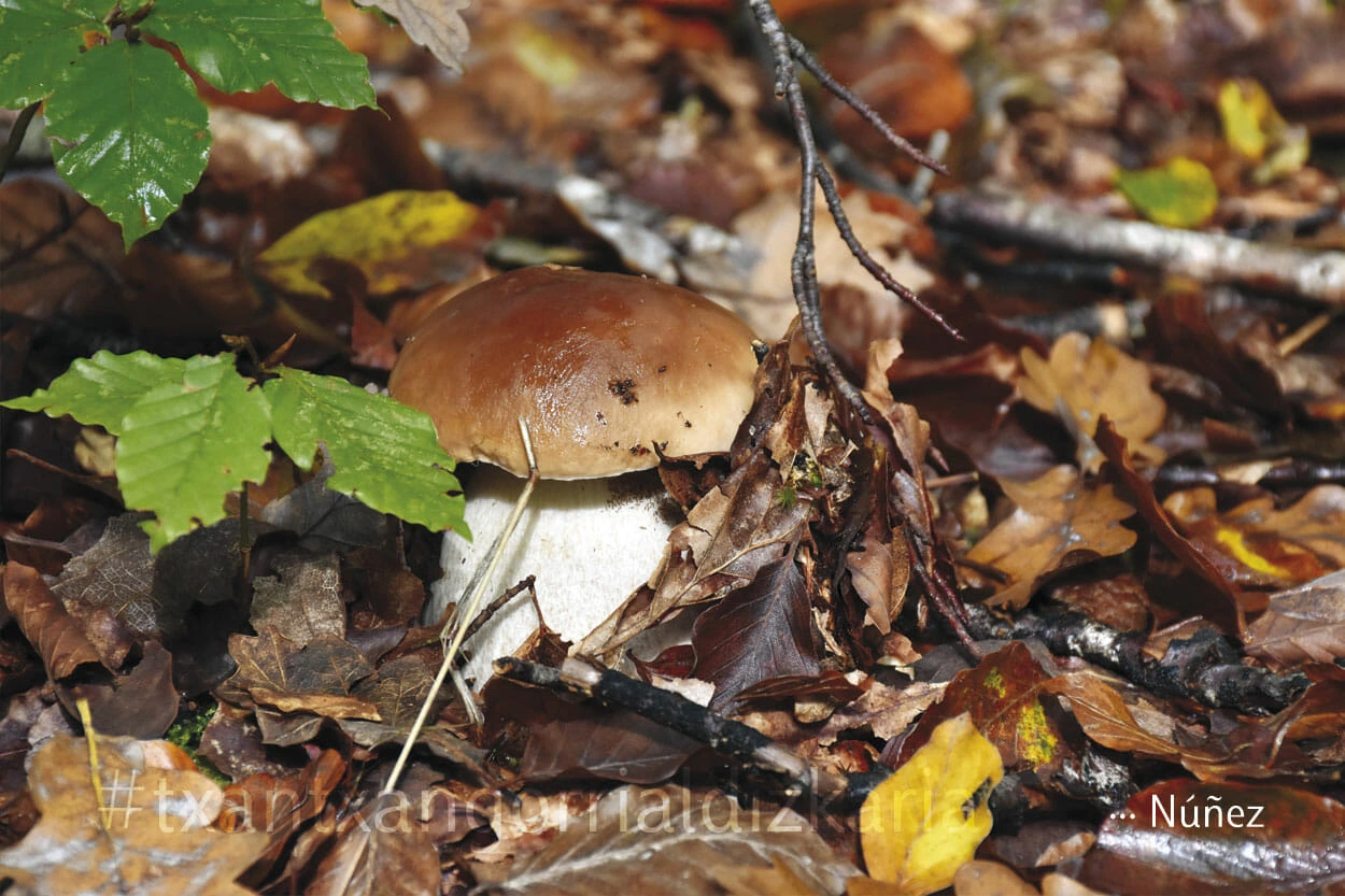 Un hongo en el bosque. Fotografía: Núñez - Txantxangorri