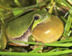 Ranita Meridional. Alberto Gosa