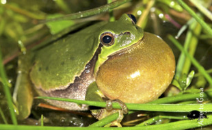 Ranita Meridional. Alberto Gosa