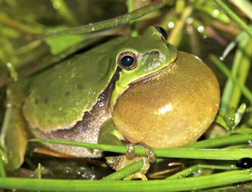 Ranita Meridional-anfibio. Alberto Gosa