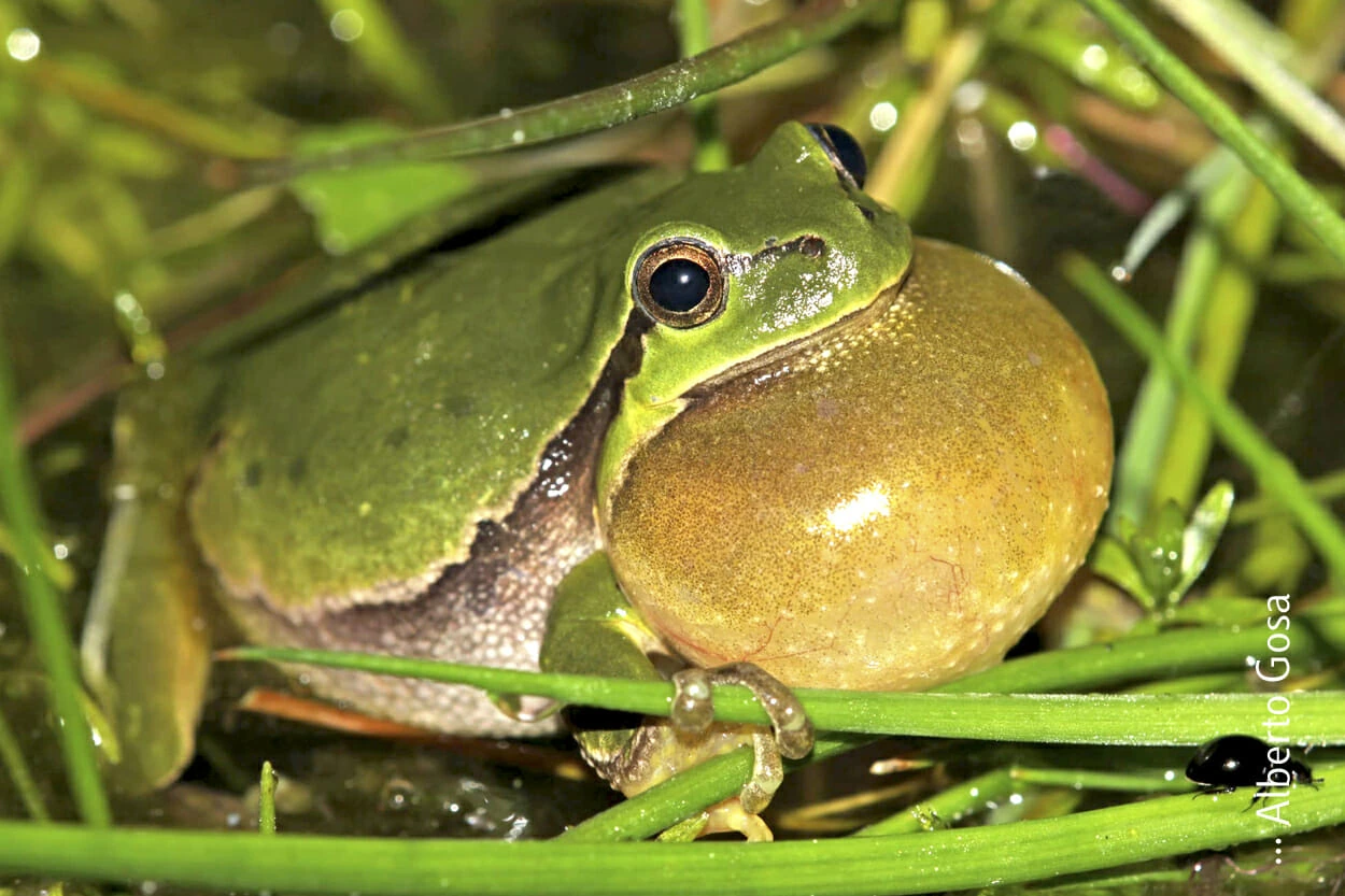 Ranita Meridional. Alberto Gosa