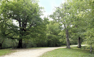 Etxarri Aranazko basoetan ibilbidea. Núñez