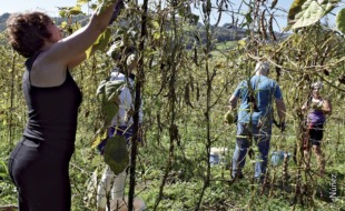 Los voluntarios de Kellesensa recogiendo las alubias. Fotografía: Núñez
