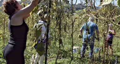 Los voluntarios de Kellesensa recogiendo las alubias. Fotografía: Núñez