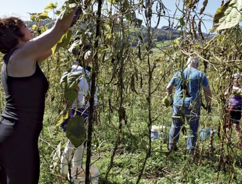 Los voluntarios de Kellesensa recogiendo las alubias. Fotografía: Núñez