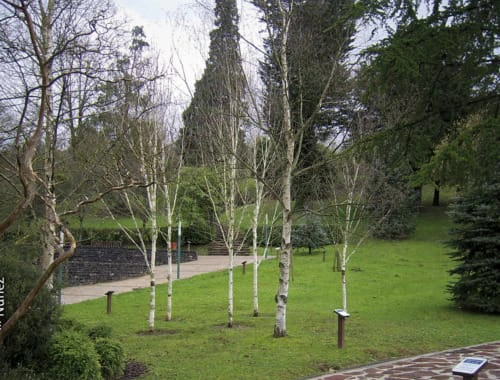 Biodiversidad urbana, árboles en un parque. Núñez