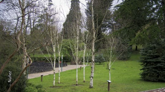 Biodiversidad urbana. Núñez