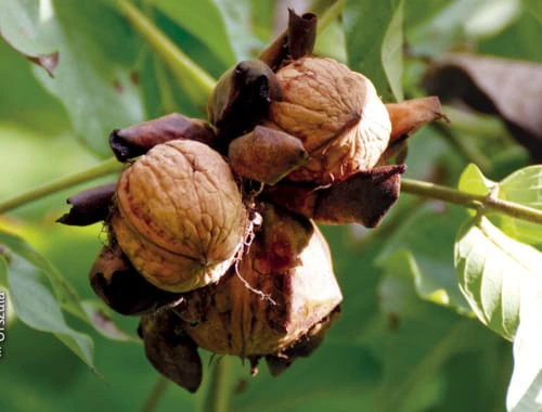 Nueces