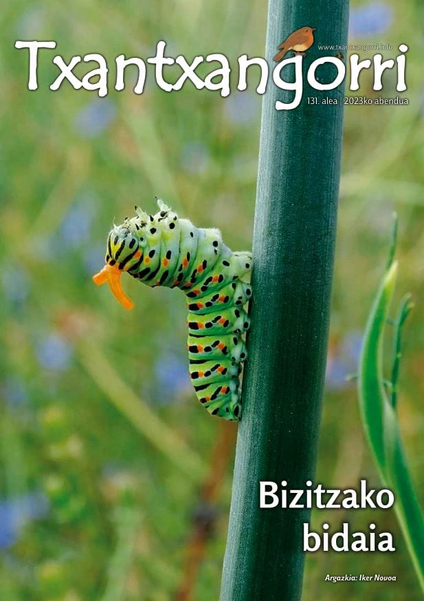 Txantxangorri 131 portada