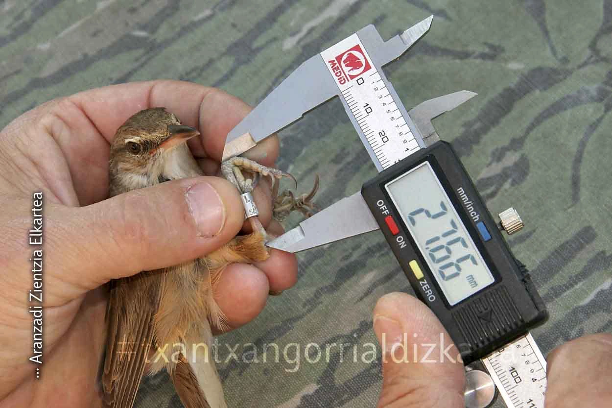 Hegaztien eraztuntzea / anillamiento de aves. Aranzadi