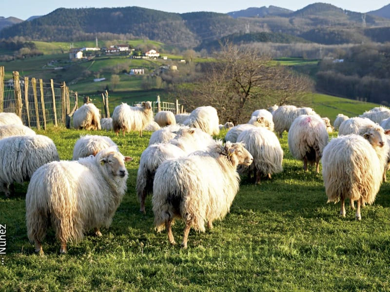 Vistas de Andoain desde Sorabila. Núñez