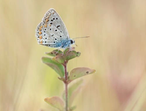 Tximeleten azterketa tailerra emango du Zerynthia elkarteak