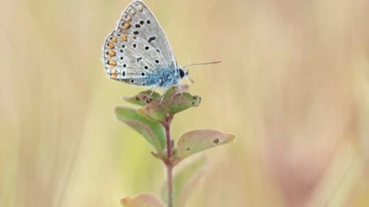 Tximeleta Zerynthia elkartea