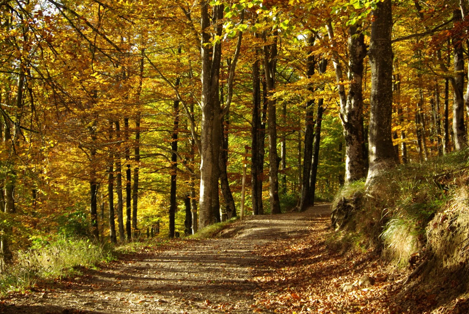 Bosque en Lizarrusti