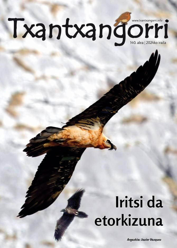 Txantxangorri ejemplar 140 alea