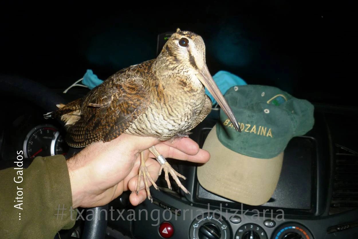 Xarra oilagorra-argazkia Aitor Galdos