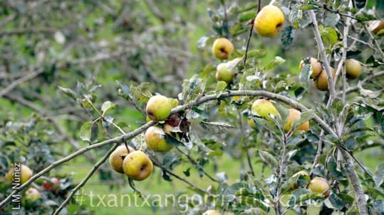 Manzanas para hacer sidra. Foto: L.M. Núñez