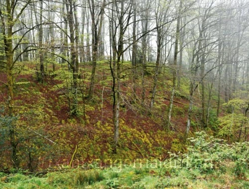 Bosques camino a la cima de Murumendi. Fot: L-M- Núñez