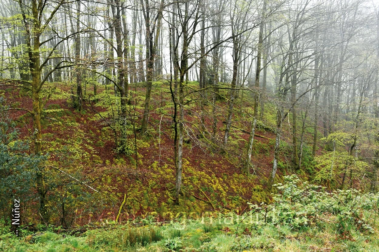 Bosques camino a la cima de Murumendi. Fot: L-M- Núñez