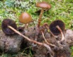 Fungi katalogo digitala aurkeztu du Aranzadiko mikologia sailak | La sección de mikologia de Aranzadi presenta el primer catalogo digital fungi