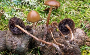 Fungi katalogo digitala aurkeztu du Aranzadiko mikologia sailak | La sección de mikologia de Aranzadi presenta el primer catalogo digital fungi