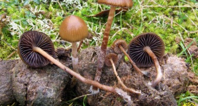 Fungi katalogo digitala aurkeztu du Aranzadiko mikologia sailak | La sección de mikologia de Aranzadi presenta el primer catalogo digital fungi