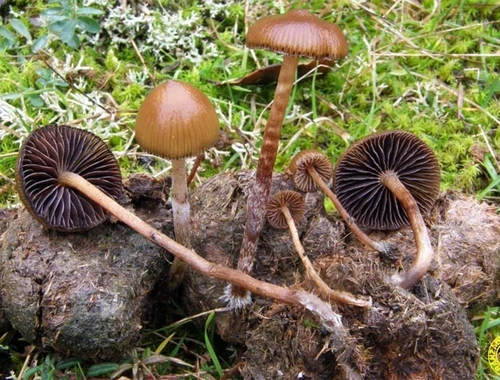 Fungi katalogo digitala aurkeztu du Aranzadiko mikologia sailak | La sección de mikologia de Aranzadi presenta el primer catalogo digital fungi