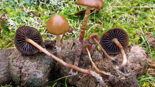 Publican el catálogo digital fungi de Gipuzkoa para celebrar el 50 aniversario de la micología de Aranzadi Fungi katalogo digitala aurkeztu du Aranzadiko mikologia sailak | La sección de mikologia de Aranzadi presenta el primer catalogo digital fungi