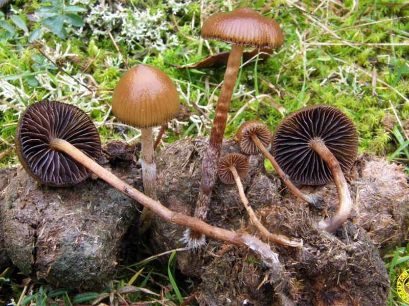 Fungi katalogo digitala aurkeztu du Aranzadiko mikologia sailak | La sección de mikologia de Aranzadi presenta el primer catalogo digital fungi