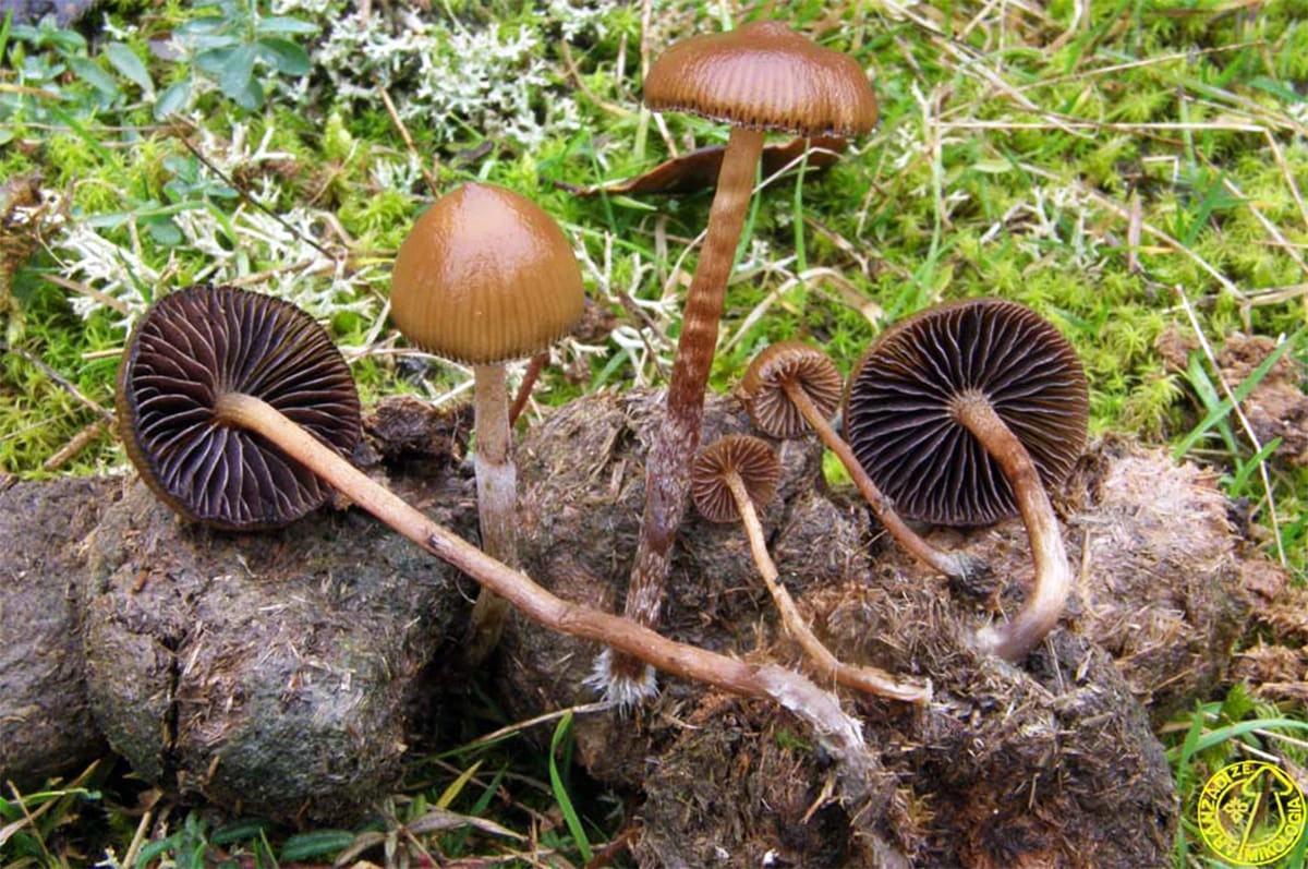 Fungi katalogo digitala aurkeztu du Aranzadiko mikologia sailak | La sección de mikologia de Aranzadi presenta el primer catalogo digital fungi
