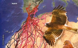 Hegaztien migrazioa. SEO Birdlife