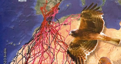 Hegaztien migrazioa. SEO Birdlife