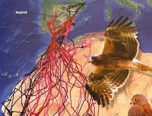 Hegaztien migrazioa. SEO Birdlife