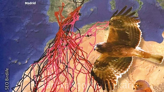 Hegaztien migrazioa. SEO Birdlife