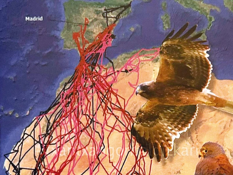 Hegaztien migrazioa. SEO Birdlife