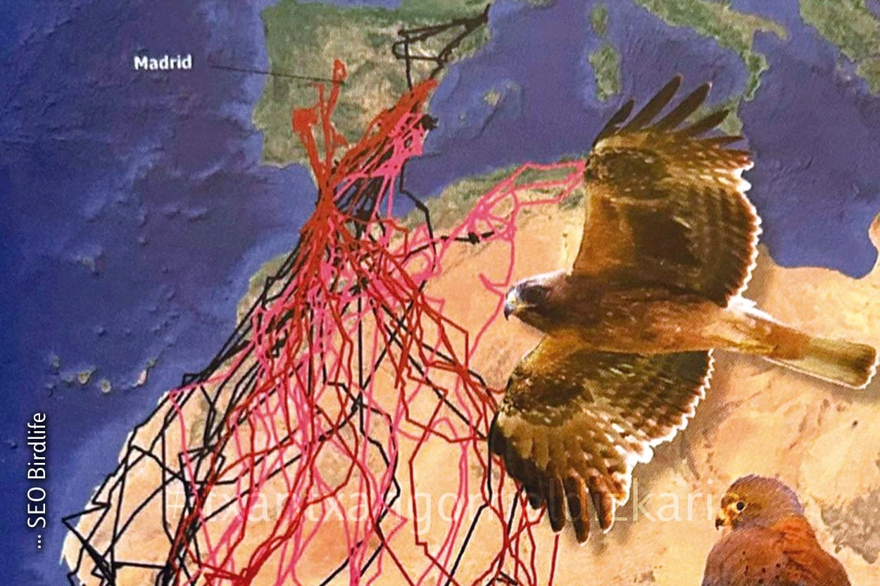 Hegaztien migrazioa. SEO Birdlife