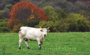 Baraibartik Iribasera ibilaldiko paisaia. Núñez