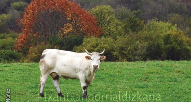 Baraibartik Iribasera ibilaldiko paisaia. Núñez